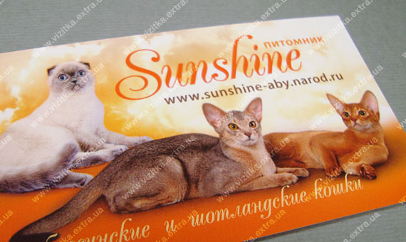 Визитка питомника кошек business card photo